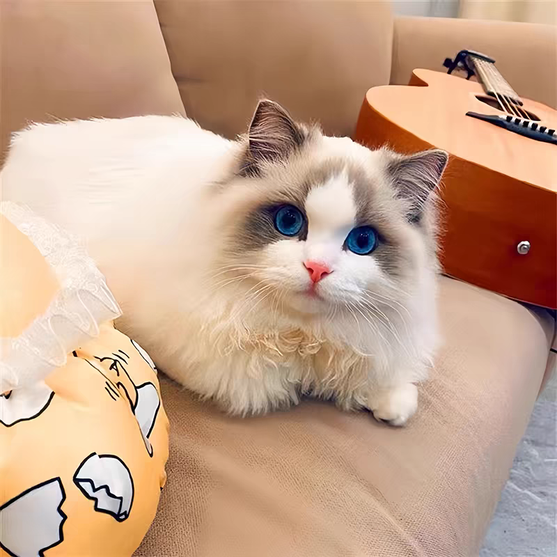 猫舍直销批发价格出售布偶猫